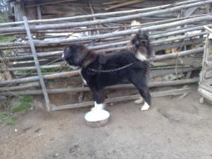 Прикачена снимка