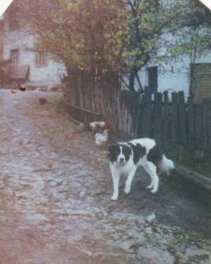 Прикачена снимка