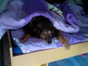 Прикачена снимка