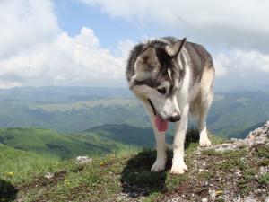 Прикачена снимка