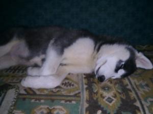 Прикачена снимка