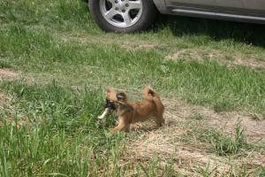 Прикачена снимка