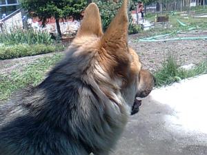 Прикачена снимка