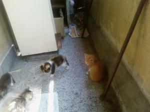 Прикачена снимка