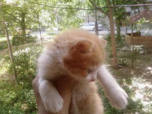 Прикачена снимка