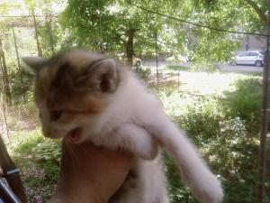 Прикачена снимка