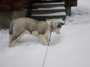 Прикачена снимка