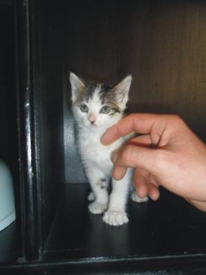 Прикачена снимка