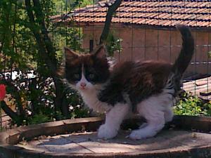 Прикачена снимка