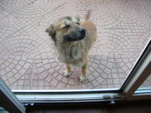 Прикачена снимка