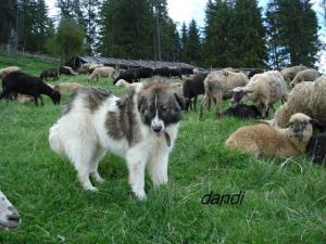 Прикачена снимка