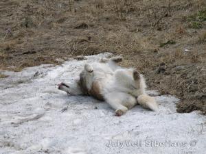 Прикачена снимка
