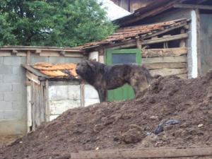 Прикачена снимка