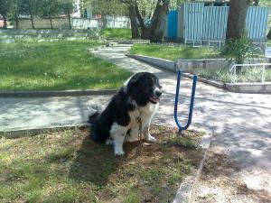 Прикачена снимка