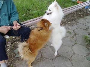 Прикачена снимка