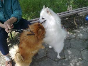 Прикачена снимка