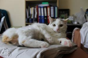 Прикачена снимка