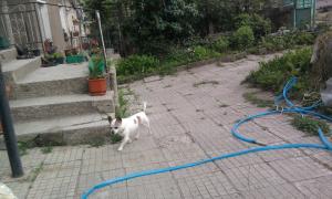 Прикачена снимка