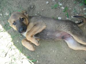 Прикачена снимка