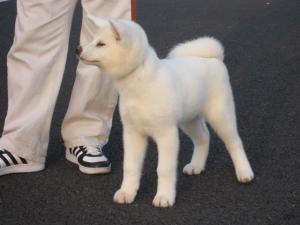 Прикачена снимка