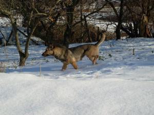Прикачена снимка