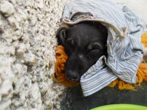 Прикачена снимка