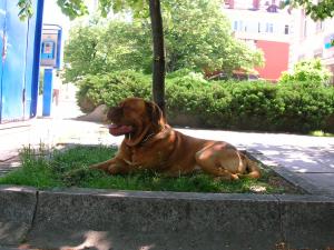 Прикачена снимка