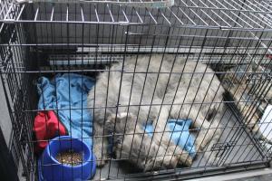 Прикачена снимка