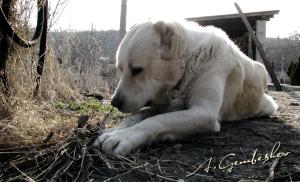 Прикачена снимка