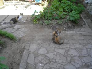 Прикачена снимка