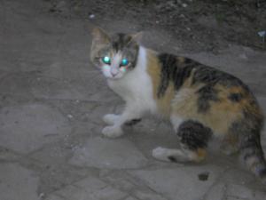 Прикачена снимка