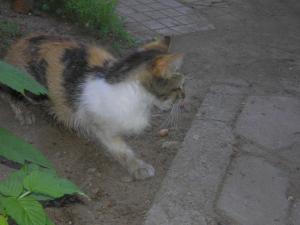 Прикачена снимка