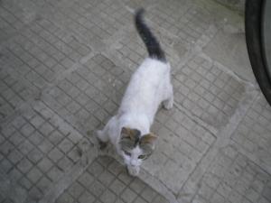 Прикачена снимка