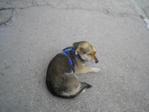 Прикачена снимка