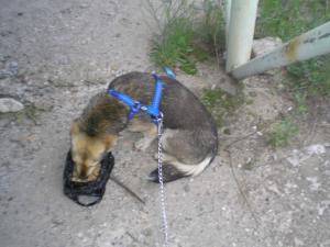 Прикачена снимка