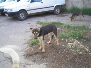 Прикачена снимка