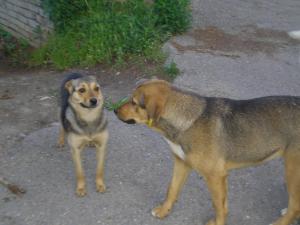 Прикачена снимка