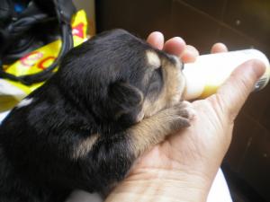 Прикачена снимка