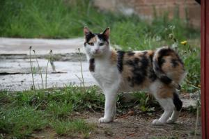 Прикачена снимка