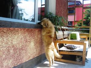 Прикачена снимка