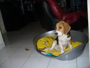 Прикачена снимка