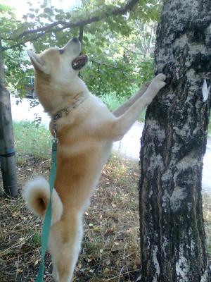 Прикачена снимка