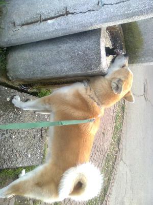 Прикачена снимка