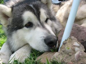 Прикачена снимка
