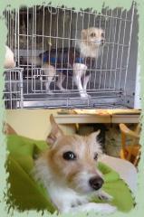 Прикачена снимка