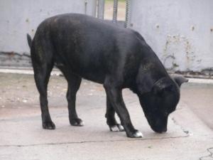 Прикачена снимка