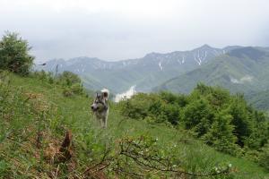Прикачена снимка