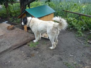 Прикачена снимка