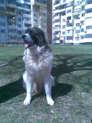 Прикачена снимка