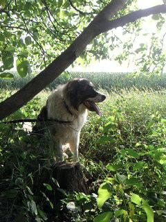 Прикачена снимка